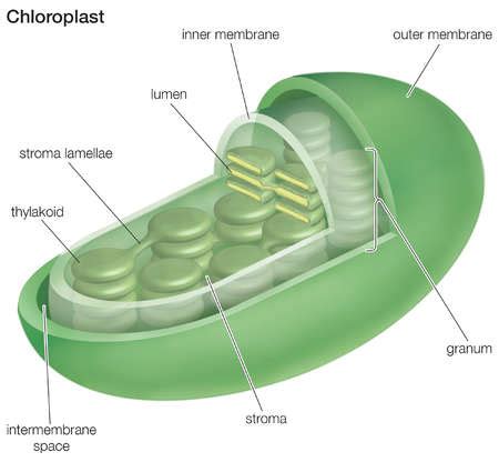 Stock Illustration - Cross-section of a chloroplast.