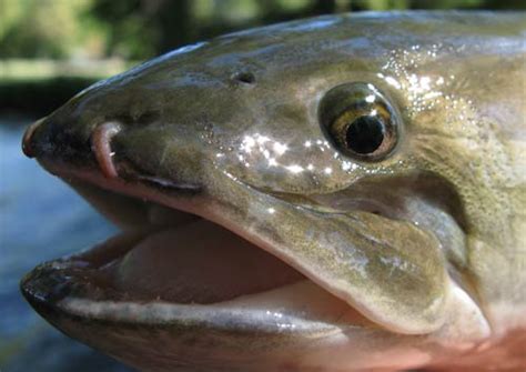 Bowfin Fish (Amia calva)