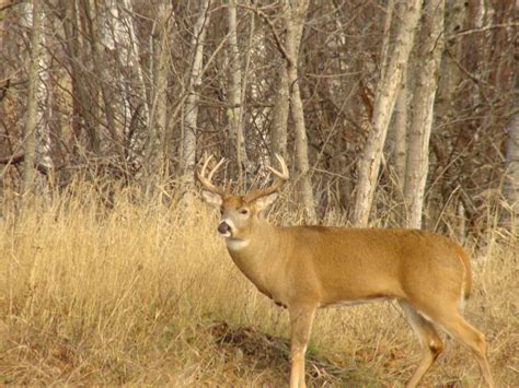 8 point buck (with shoulders) | John J. Schelling | Flickr