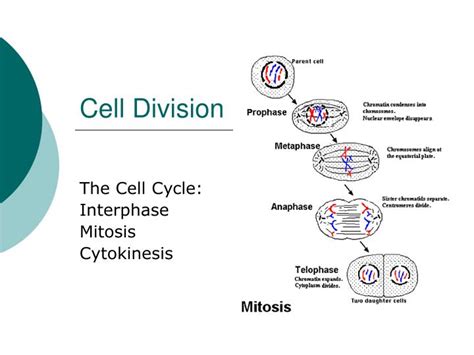 PPT - Cell Division PowerPoint Presentation, free download - ID:3743368