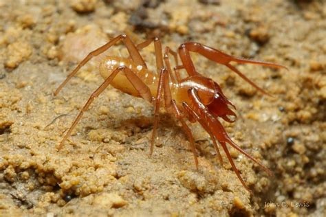 Panarthropoda.de - General - Pseudoscorpions