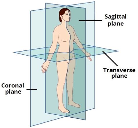 The Transverse Plane Could Best Be Described as - Jorden-has-Dodson