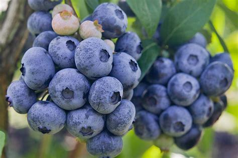 Native Plant Spotlight: Highbush Blueberry, Maryland's native blueberry