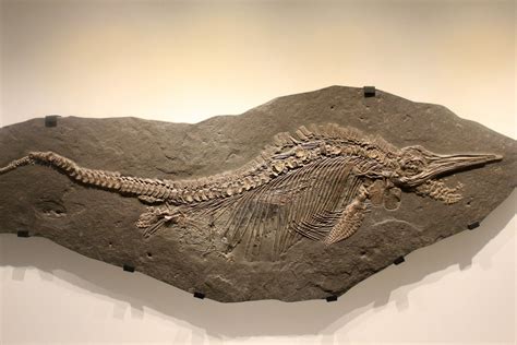 Unveiling Nevada’s Ancient Marvel: Ichthyosaur Fossil Unearthed, Paying ...