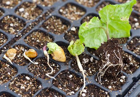 Why didn't my Cleome come up? Seed germination and light