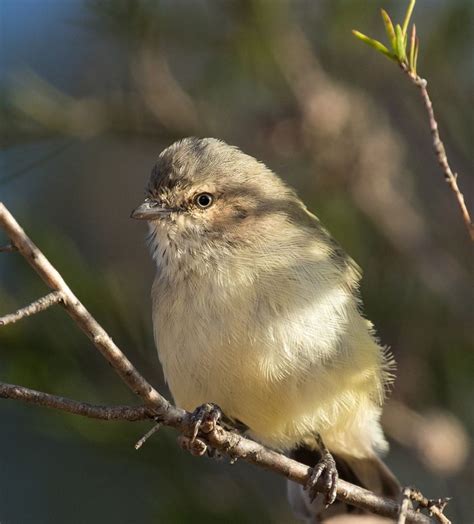 Weebillface2 | Passerine, Species, Passerine bird