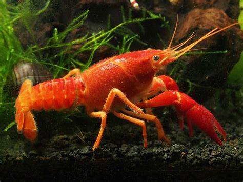 At our house, we breed several types of crayfish. After many months of ...