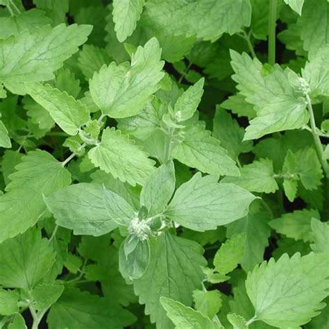 Catnip Seeds - Natural Seed Bank