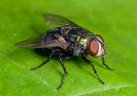 Scientists have found a "terrifying" decline in flying insects - Earth.com