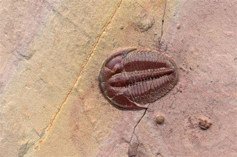 Trilobite Fossil Gallery: Facts and Information about Trilobites ...