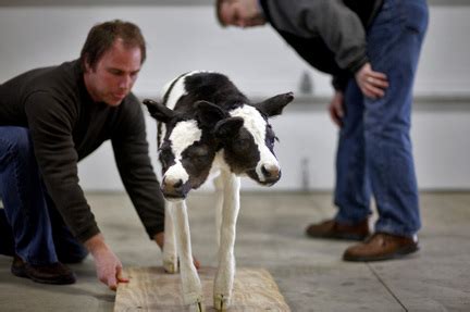 Two-headed calf headed for museum: Remains of cow that died at birth ...