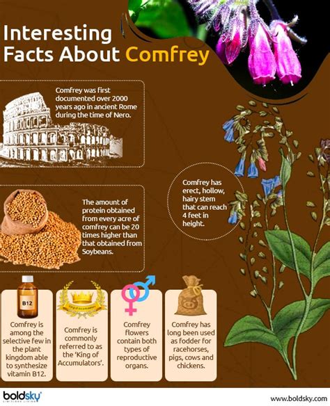 Comfrey: Health Benefits, Side Effects, Prevention And Drug Interaction ...