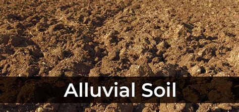 Why does Alluvial Soil differ in texture?