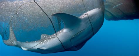 Threats - Whale Sharks