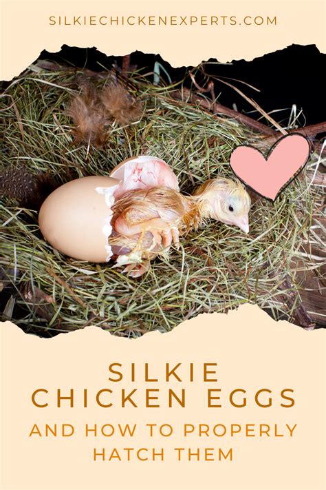 How To Properly Hatch Silkie Chicken Eggs | Silkie chickens, Silkies, Eggs