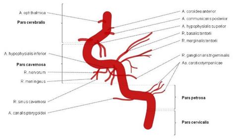 Internal Carotid Nerve