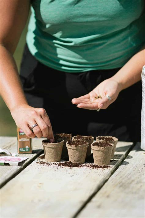 How To Start Seeds Indoors (Step By Step Pictures Included) - Growfully