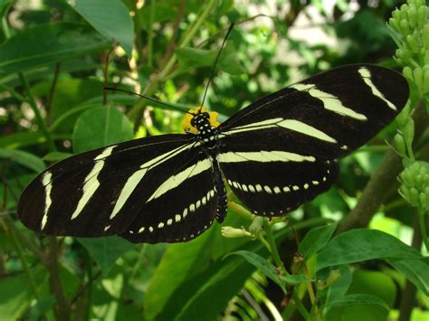 Zebra Longwing Butterfly Life Cycle