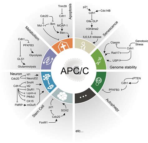 APC/C in genomic integrity, apoptosis, autophagy, senescence ...