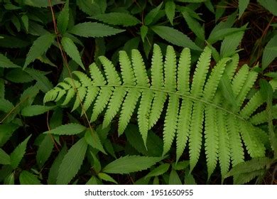 Pteridophyte Pterophyta Ferns Pakis Plants Paku Stock Photo 1951650955 ...