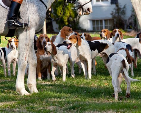 Gun Dog Hall of Fame: The 20 Best Hunting Breeds to Hit the Field ⋆ ...