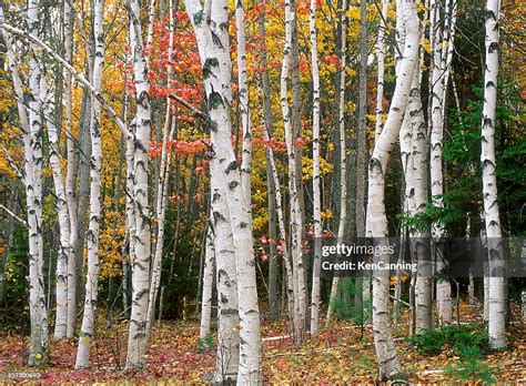 Birch Tree Grove In Autumn Colors High-Res Stock Photo - Getty Images