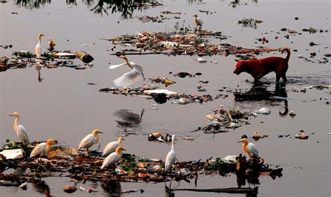 CAUSES OF RIVER POLLUTION