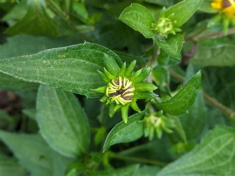 Rudbeckia Hirta (Black Eyed Susan, Black-eyed Susan,, 48% OFF