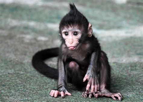 Baby Monkey Born on Fourth of July at Brookfield Zoo | WTTW News