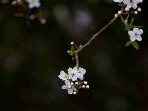 Blackthorn Photos, Download The BEST Free Blackthorn Stock Photos & HD ...