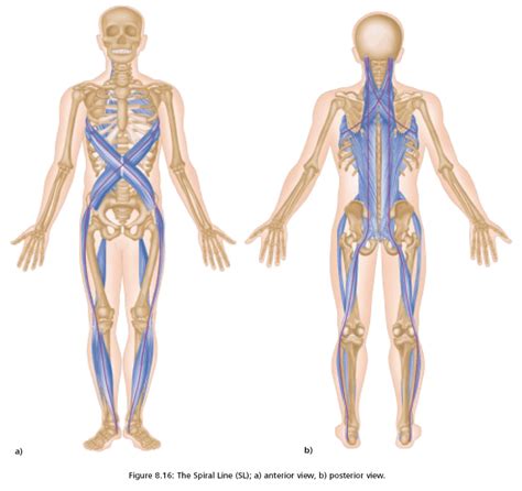 Anatomy Trains: The Spiral Line