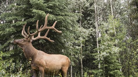 Wildlife Watching in the Canadian Rockies | Rocky Mountaineer