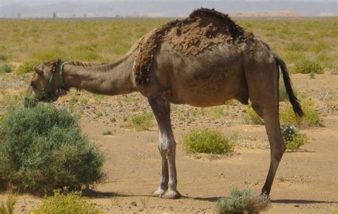 Desert Camel in America's southwest deserts - DesertUSA