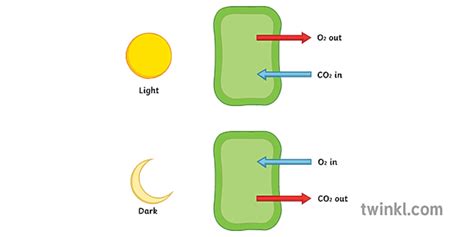 Gas Exchange In Plants Illustration - Twinkl