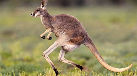 Kangaroo Decides He'll Get There Faster By Just Running