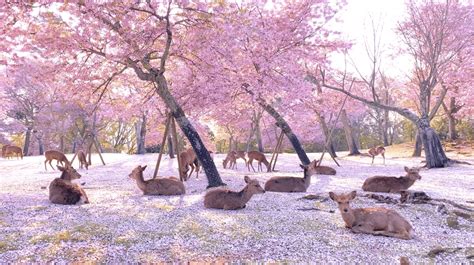 Deer Lounge Under Cherry Blossom Trees In Japan's Nara Park, And It's ...