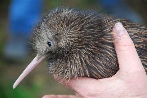 15 Birds With Unbelievable Beaks | Kiwi bird, Kiwi (animal), Bird facts