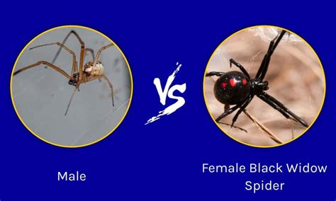 Male vs Female Black Widow Spider: What’s the Difference? - IMP WORLD