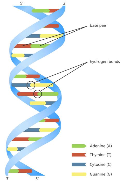 Deoxyribonucleic acid or DNA, structure and function