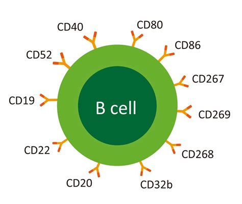 B- lymphocytes: surface receptor and functions - Online Biology Notes