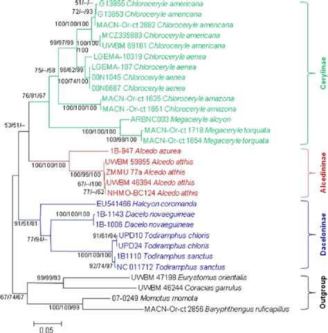 Maximum likelihood tree of the Alcedinidae based on 651 nucleotides of ...