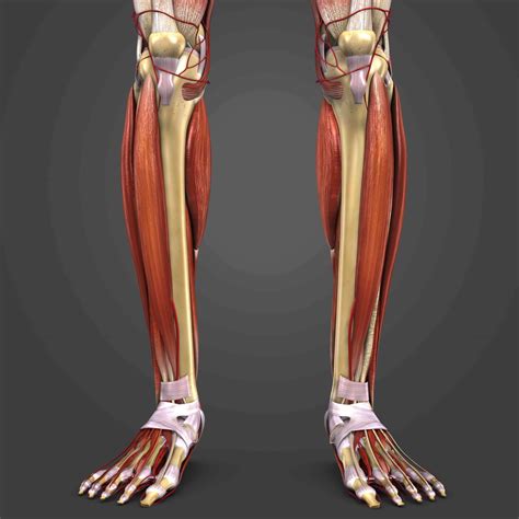 Muscles Medial Tibial Stress Syndrome