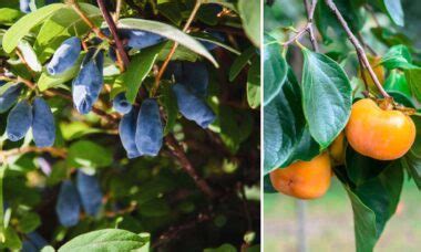 Arbres fruitiers exotiques : le top 7 à planter dans votre jardin