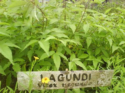 Herbal Medicine - Plant , Trees & Fruit: Lagundi Tree Benefits