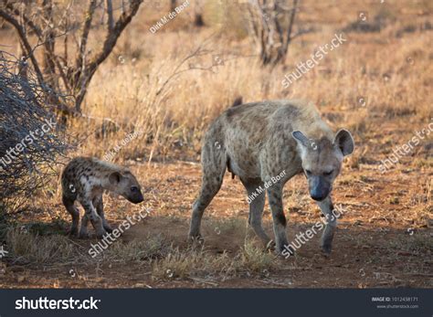 Female Young Puppies Laughing Spotted Hyena Stock Photo 1012438171 ...