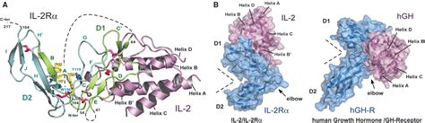 Crystal Structure Of The IL-2 Signaling Complex: Paradigm, 56% OFF