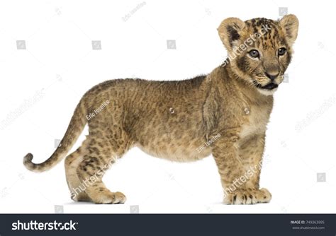 Side View Lion Cub Standing Looking Stock Photo 749363995 | Shutterstock