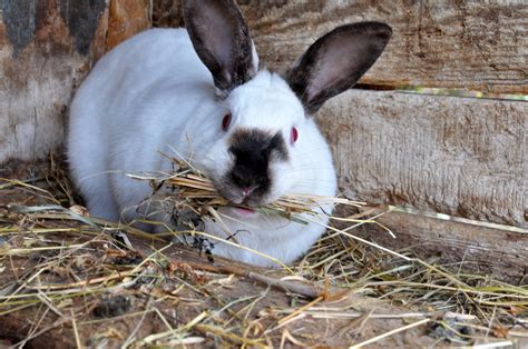 Do Rabbits Need Hay? - Every Bunny Welcome