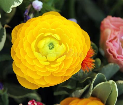 Persian Buttercup in Bouquet Stock Image - Image of head, asiaticus ...