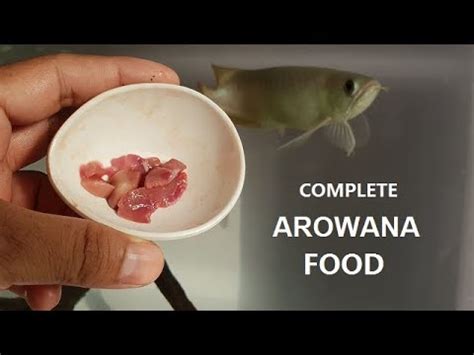 Best Foods for Arowana Fish - I feed my arowana! - YouTube